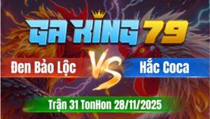 Trận 31 TonHon 28/11/2025 - Bảo Sting Nài Gà Giúp Hắc Coca Hốt Bạc