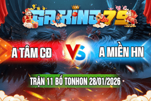 Trận 11 Tonhon 28/01/2026 – A Tâm CĐ vs A Miền HN