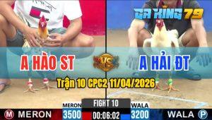 Trận 10 CPC2 11/04/2026 - Gà Úa Anh Hải Đồng Tháp Có Chân Cựa Chí Mạng