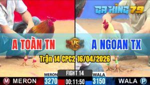 Trận 14 CPC2 16/04/2026 - Gà Bướm Anh Ngoan Có Chân Cựa Chí Mạng