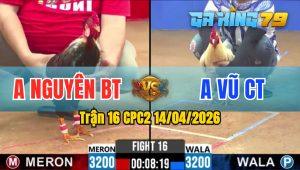 Trận 16 CPC2 14/04/2026 - Gà Anh Vũ CT Canh Đâm Ngay Mu Lưng Lụm Tiền