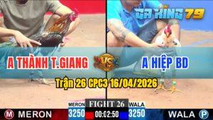 Trận 26 CPC3 16/04/2026 - Gà Anh Hiệp BD Khiến Đối Thủ Khiếp Sợ Bỏ Chạy