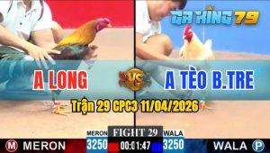 Trận 29 CPC3 11/04/2026 - Gà Anh Tèo Bến Tre Đá Cái Bo Như Xe Đụng