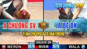 Trận 29 CPC3 12/04/2026 - Gà Anh Chương Đâm Cựa Toàn Mu Lưng