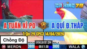 Trận 29 CPC3 14/04/2026 - Gà Anh Tuấn Xì Po Đá Đâm Như Giang Hồ
