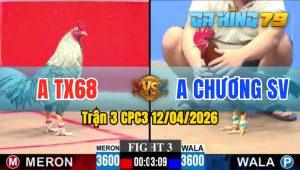 Trận 3 CPC3 12/04/2026 - Gà Anh Chương Đá Trong Vòng 1 Nốt Nhạc