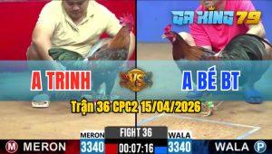 Trận 36 CPC2 15/04/2026 - Gà Anh Trinh Đâm Toàn Cựa Mu Lưng Hạ Anh Bé BT