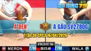Trận 36 CPC3 16/04/2026 - Gà Điều Đá Đâm Toàn Cựa Hiểm Hóc