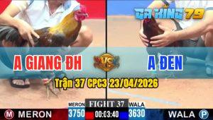 Trận 37 CPC3 23/04/2026 - Gà Xám Cọp Của Anh Giang ĐH Đá Có Khác