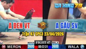 Trận 47 CPC3 23/04/2026 - Gà Anh Gấu Đá Cựa Dính Như Keo 502