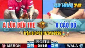 Trận 8 CPC3 11/04/2026 - Gà Úa Anh Cáo Đỏ Đá Cựa Đâm Như Máy Khâu