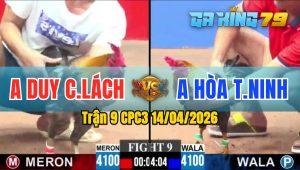 Trận 9 CPC3 14/04/2026 - Gà Anh Duy Chợ Lách Đâm Toàn Cựa Tịch