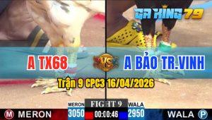 Trận 9 CPC3 16/04/2026 - Gà Bướm Đá Đâm Toàn Cựa Tịch